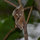 Common Fruit Piercing Moth