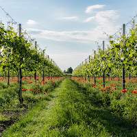 Papaveri in vigna di 