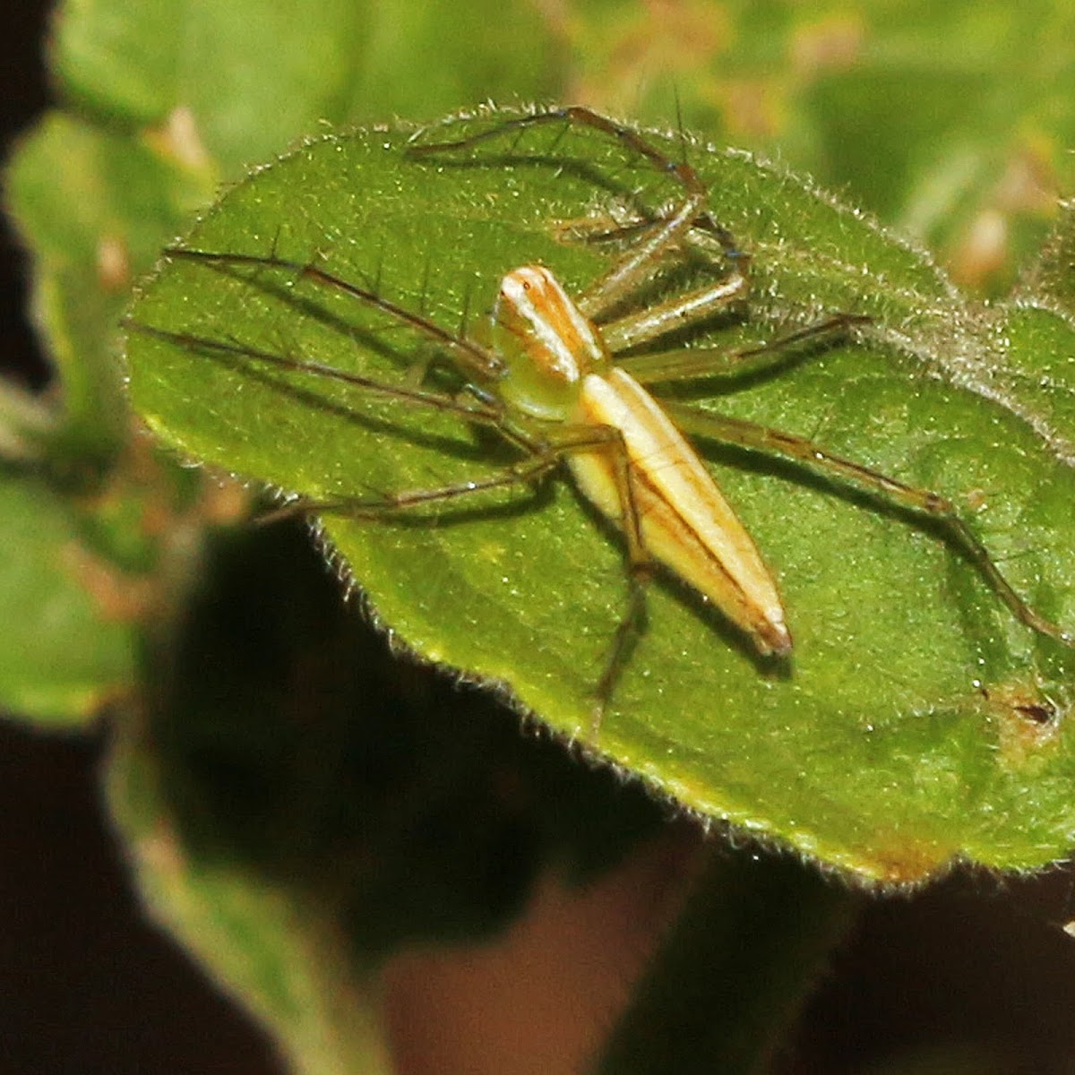 Lean Lynx Spider (male)