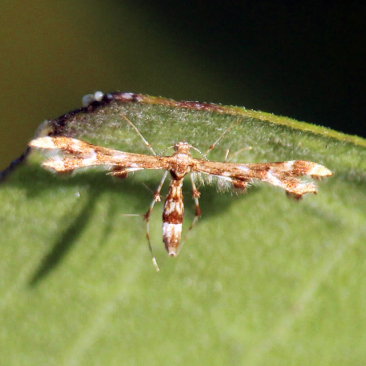 Plume Moth