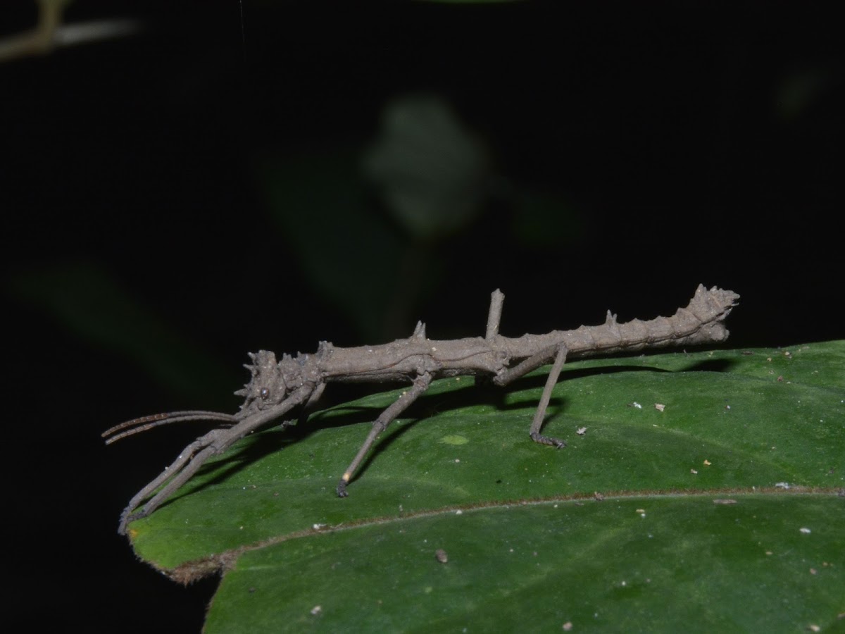 Stick Insect, Phasmid