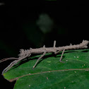 Stick Insect, Phasmid