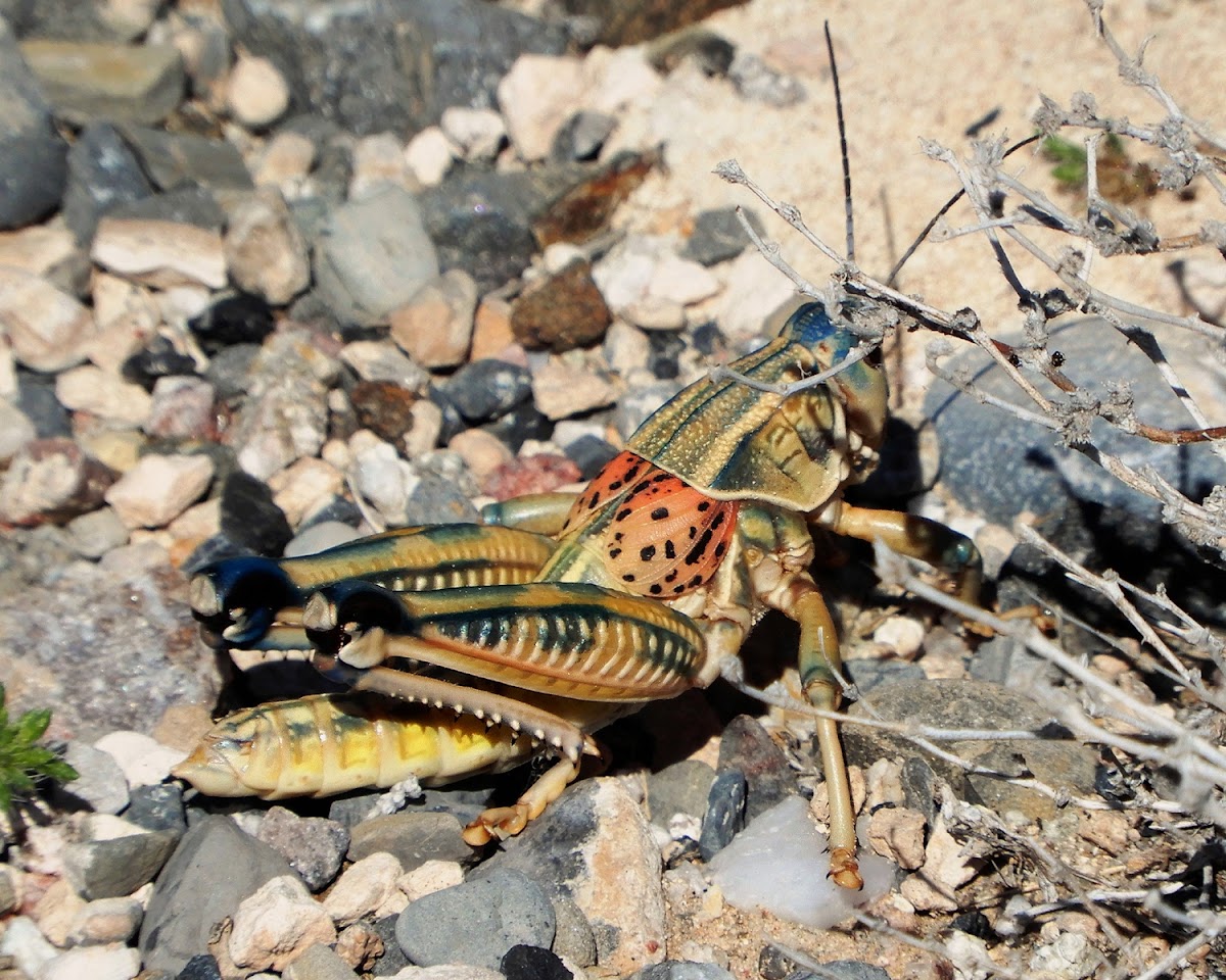 Plains Lubber Grasshopper