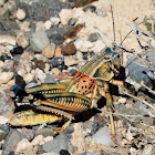 Plains Lubber Grasshopper