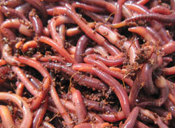 Image result for worms