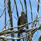 Cooper's Hawk