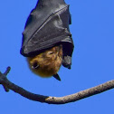 Flying Fox