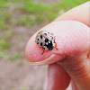 Ashy Gray Lady Beetle