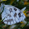 Iberian Marbled White; Medioluto Ibérica