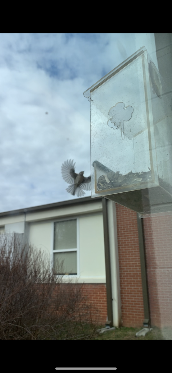 tufted titmouse