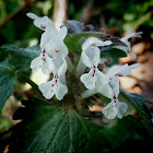 Lamium bifidum