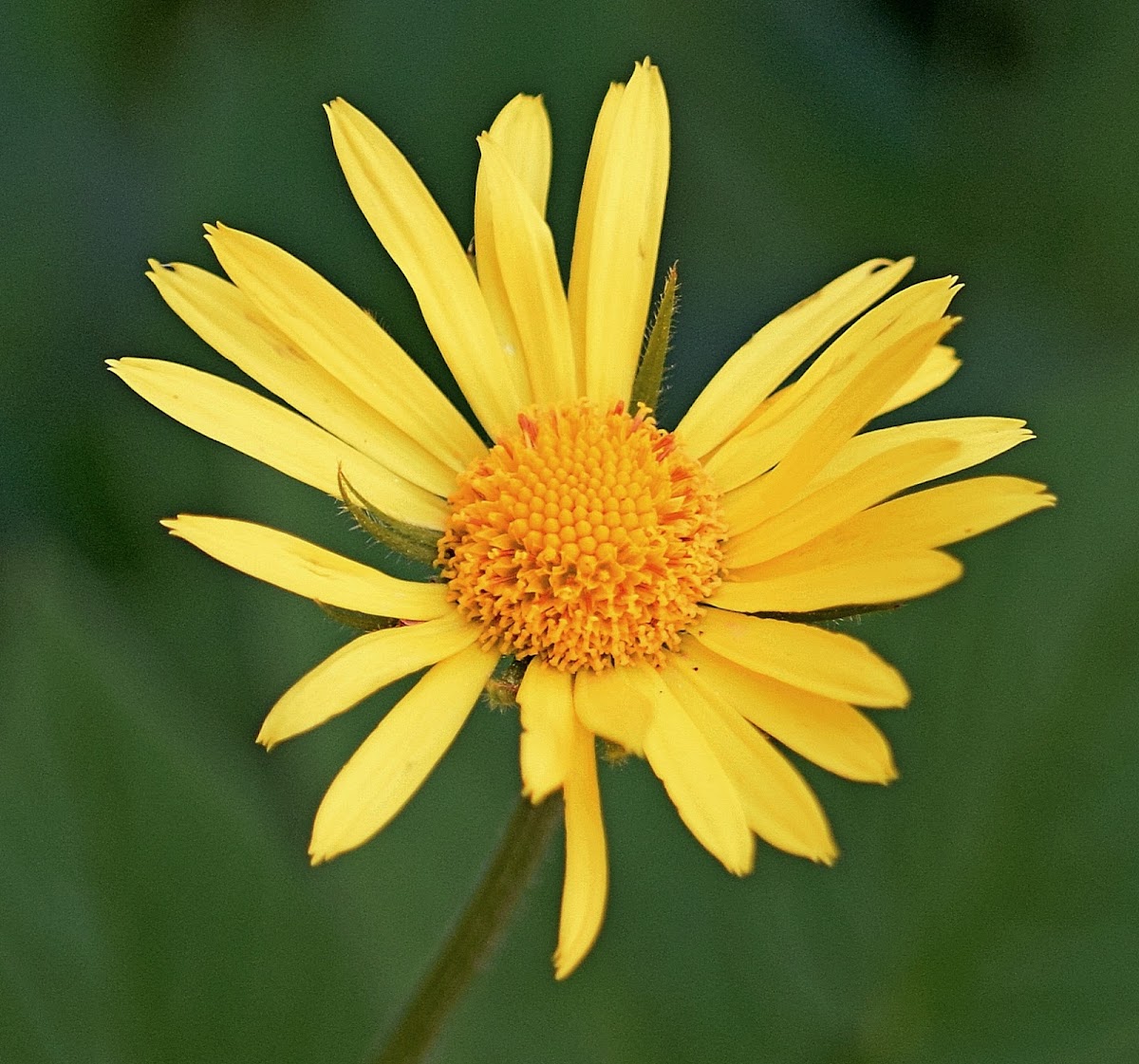 Oriental False Leopardbane