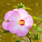 Hibiscus, swamp rose-mallow, crimsoneyed rosemallow, eastern rosemallow