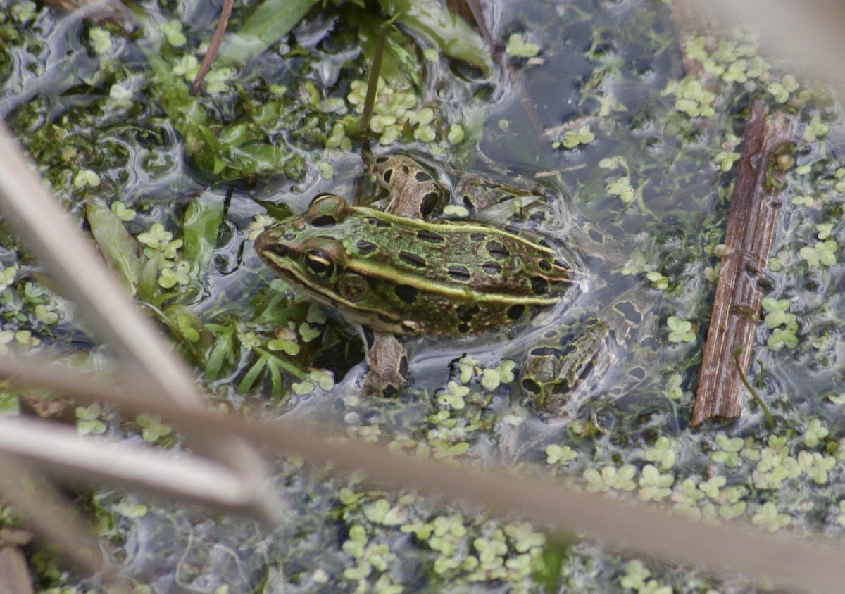 Northern Leopard Frog