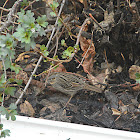 Lincoln's Sparrow