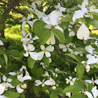 Flowering Dogwood