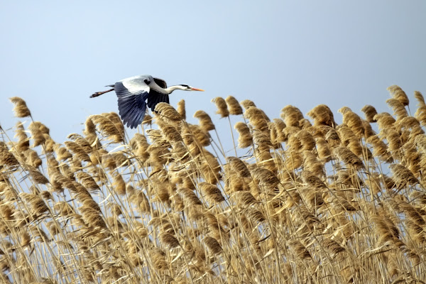 Marzo...il ritorno...volando controvento... di rip