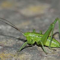 Grillo acerbo di 