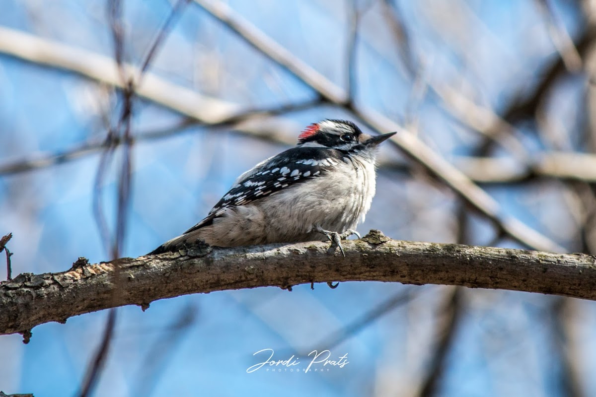 Downy Woodpecker