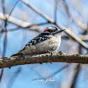 Downy Woodpecker