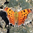 Eastern comma