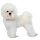 Bichon Frise Themes & New Tab