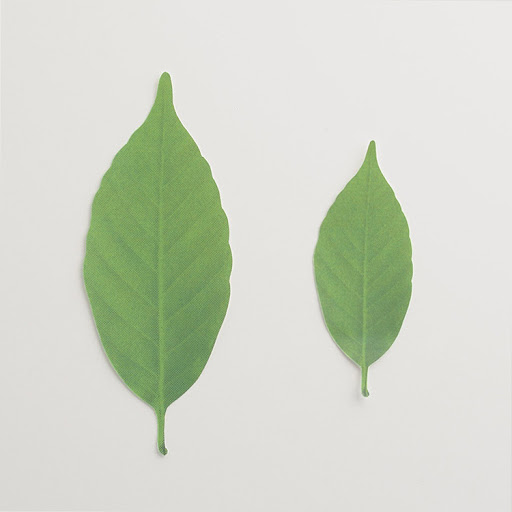 One small leaf enlarges one le