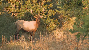 How to Hunt Elk thumbnail