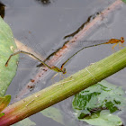 Damselflies (Mating)