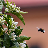 impollinazione di 