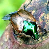 Japanese beetle