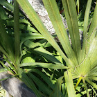 Saw palmetto