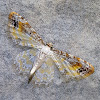 Geometer Moth