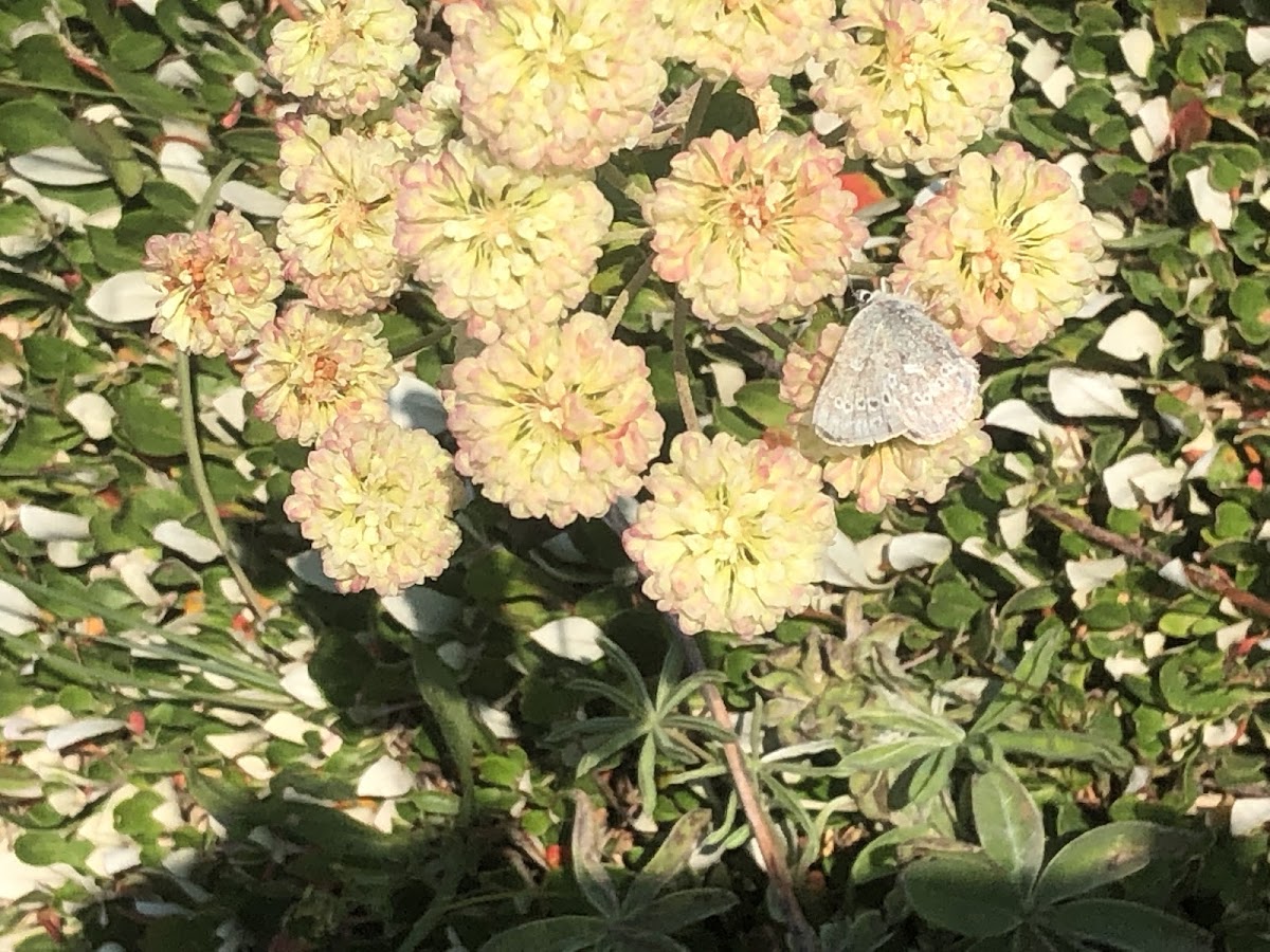 Greenish Blue Butterfly