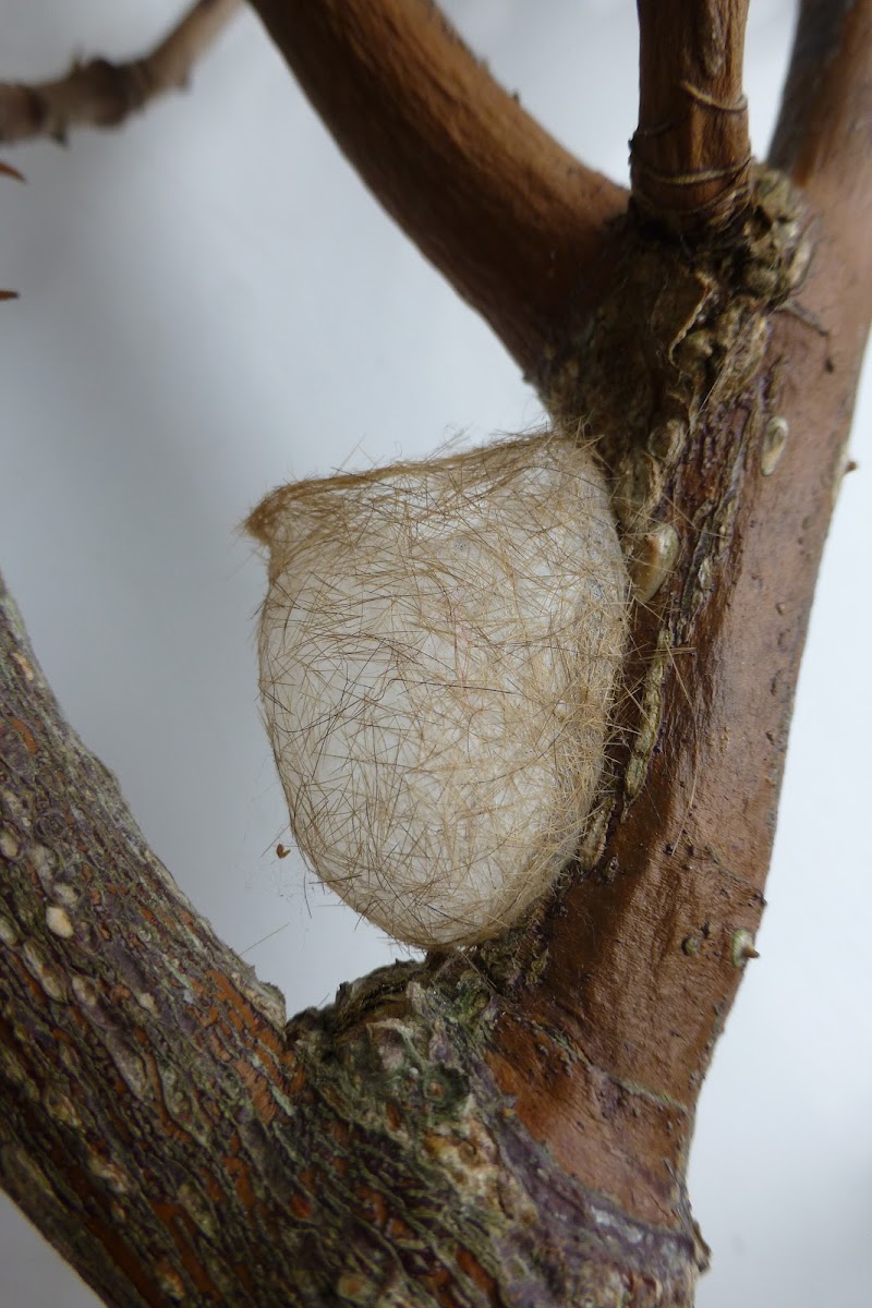 Ruby Tiger moth cocoon