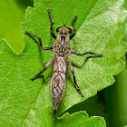 Robber Fly