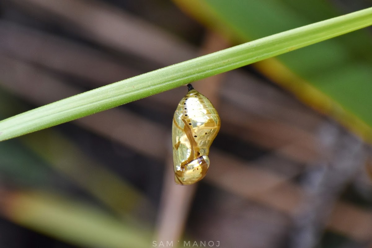 Crow Butterfly (Cocoon)