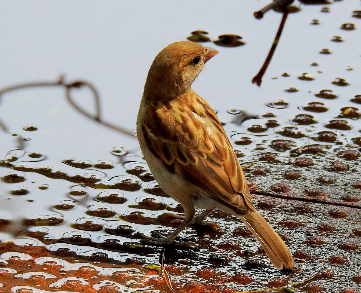 House sparrow- Female