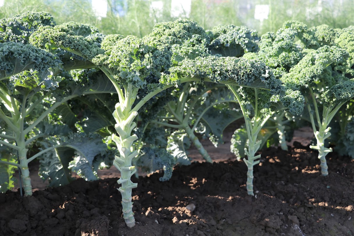 ケールなのにおいしい カリーノ ケール スペシャルページ 野菜の品種開発 種苗メーカートキタ種苗