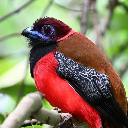 Vivid Tropical Bird