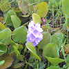 Common water hyacinth