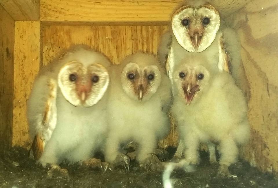 Barn Owl