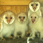 Barn Owl