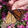 Monarch butterfly