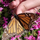 Monarch butterfly