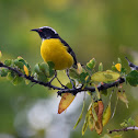 Bananaquit