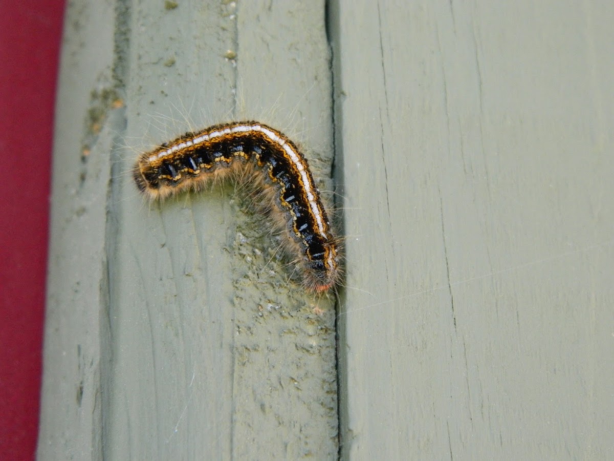 Eastern Tent Moth Caterpillar