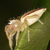 Two-Striped jumper