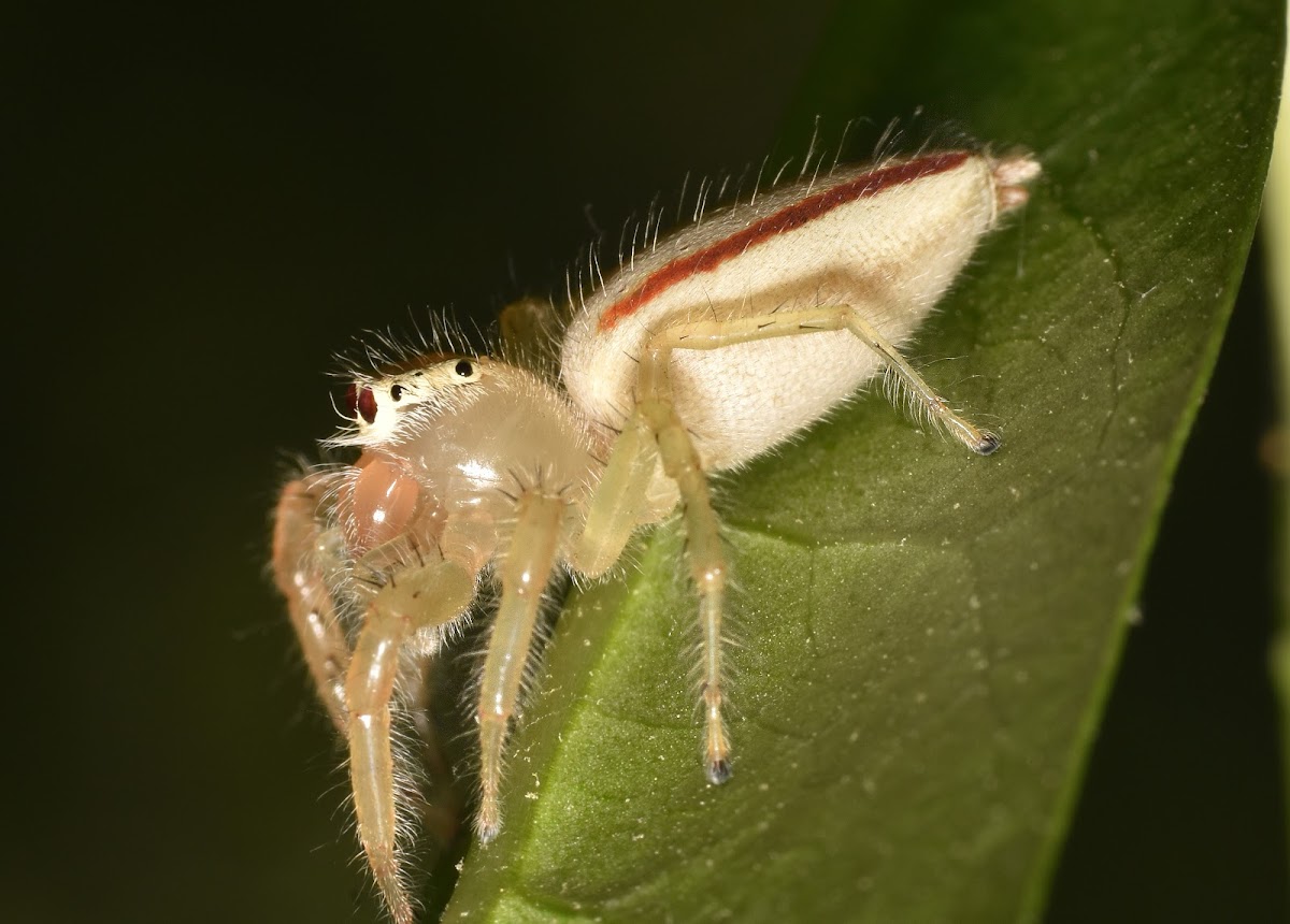 Two-Striped jumper