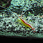 Scarlet Skunk Cleaner Shrimp